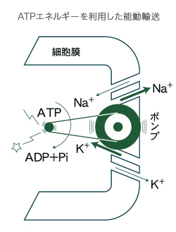 ATPエネルギーを利用した能動輸送
