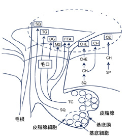 皮脂