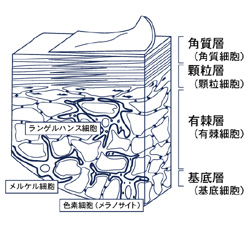 表皮断面図