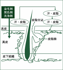 整髪料と皮脂や汗の汚れが頭皮上で刺激となりトラブルの元に・・その汚れをしっかり落とすヘアシャンプーです。