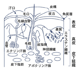 皮膚断面図