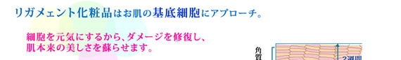 リガメェント化粧品はお肌の基底細胞にアプローチ。
細胞を元気にするから、ダメージを修復し、
肌本来の美しさを蘇らせます。
