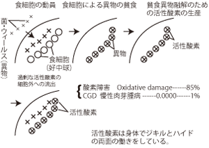 異物の侵入に対する食細胞の活性酸素産生