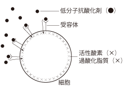 細胞の受容体と吸収された物質