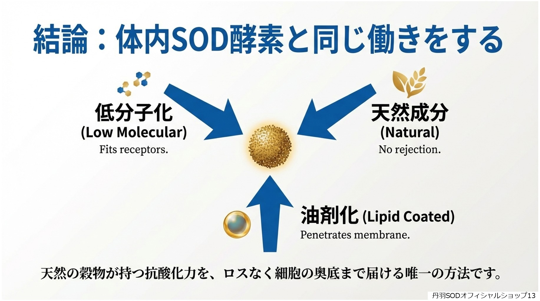 丹羽スペシャルSOD　丹羽SODとは　丹羽SODって何13